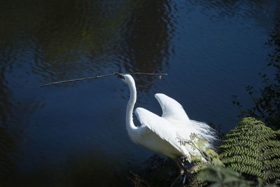 High angle view of swan swimming in lake