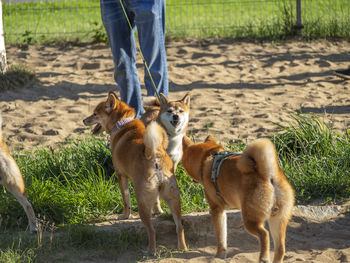 Low section of man with dogs on field