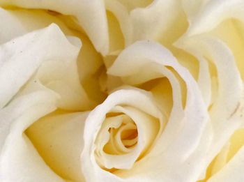 Close-up of yellow rose