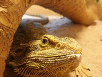 Close-up of bearded dragon