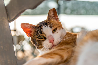 Close-up portrait of a cat