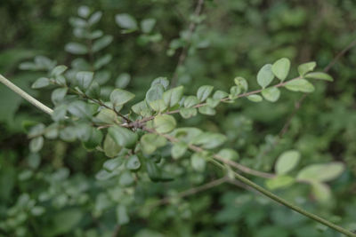 Close-up of plant growing on tree