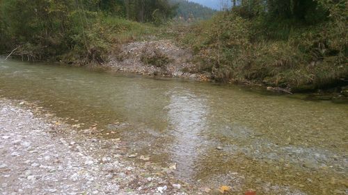 Scenic view of river in forest against sky