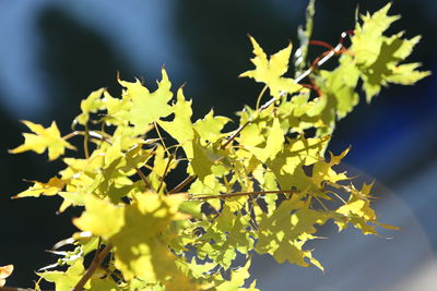 Close-up of yellow leaves on plant