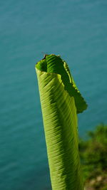 Close-up of green leaf