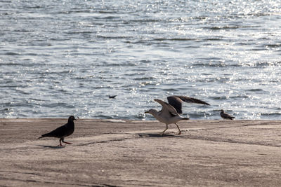 Birds perching on street by river