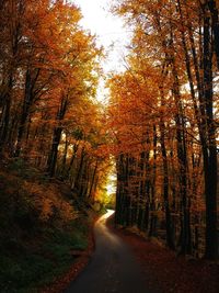 Empty road amidst trees in forest during autumn