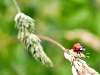 Close-up of ladybug on leaf