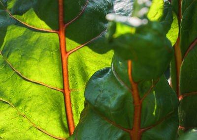 Close-up of fresh green leaf