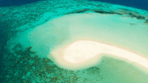 High angle view of jellyfish swimming in sea