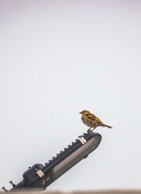 Low angle view of bird perching on roof against clear sky