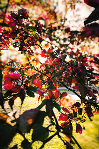 Close-up of flowering tree during autumn leaves