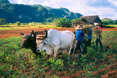 Cows standing on field against mountains