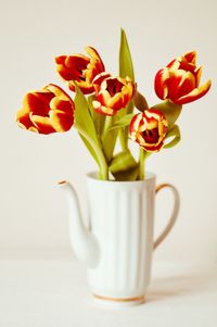 Close-up of tulips in vase against white background