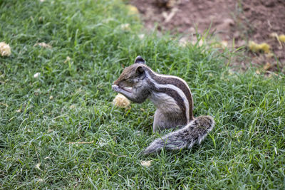 View of eating squirrel on grass