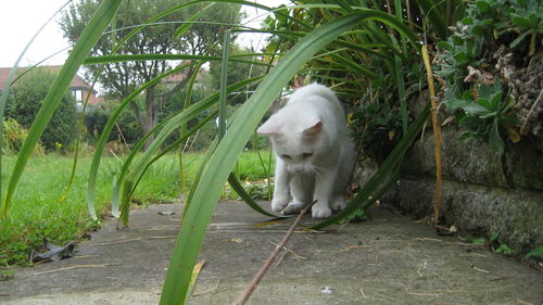 Dog in grass