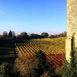 Scenic view of agricultural field against clear sky