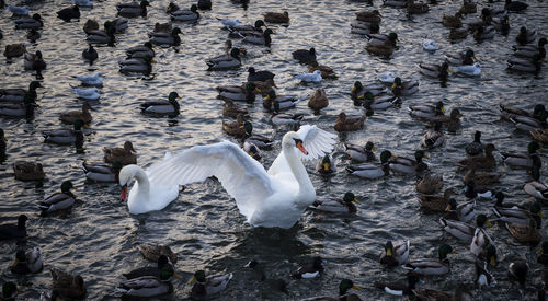 High angle view of swans swimming in lake