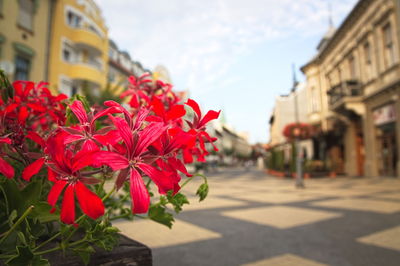 Close-up of red flowers against building in city