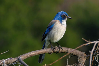 Close-up of bird perching on railing