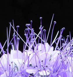 Close-up of purple flowering plant against black background