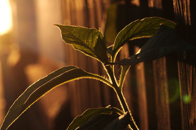 Close-up of sunlight falling on plant