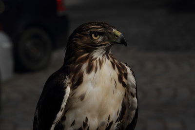 Close-up of eagle