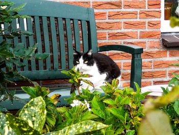 Portrait of cat by tree