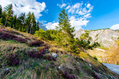 Plants growing on land against sky