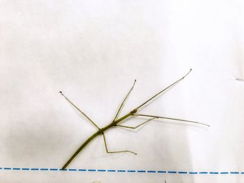 Close-up of insect on white background