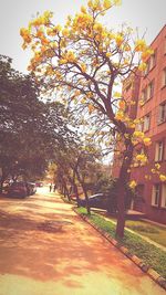 Trees in park