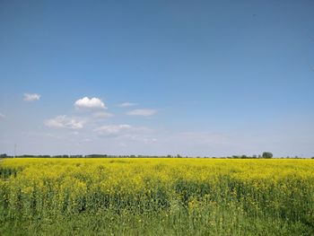 Scenic view of oilseed rape field against sky