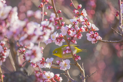 Plum and whiteeyes　at osaka castle park