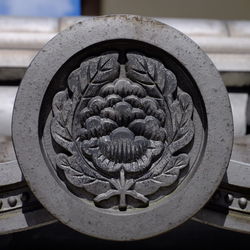 Close up of plant against blurred background