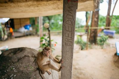 Monkey sitting on tree trunk