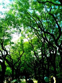 Trees growing on branch