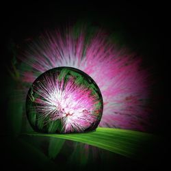 Close-up view of illuminated pink flower