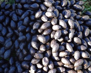 Full frame shot of pebbles on beach