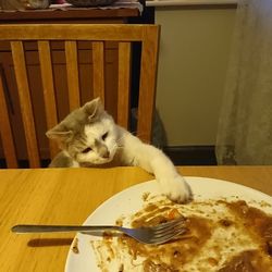 Cat sitting on table