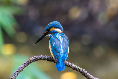 Close-up of bird perching on branch