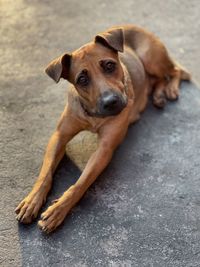 Portrait of dog resting