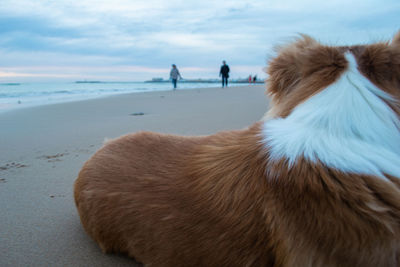 View of a dog on beach