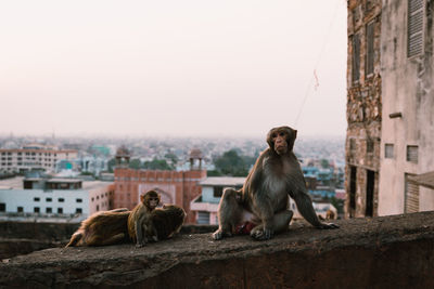 Monkey sitting on a city