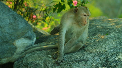 Monkey sitting on rock