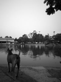 Dog on riverbank in city against clear sky