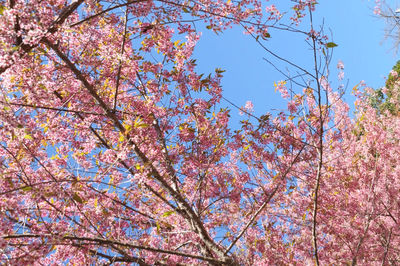 Low angle view of pink flowers