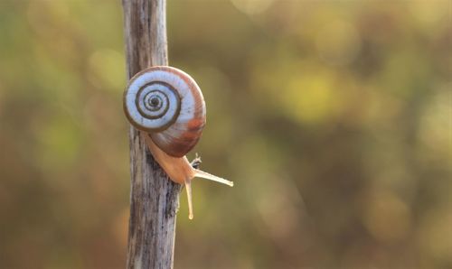 Close-up of snail on wood