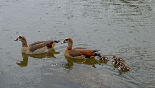 Bird in water