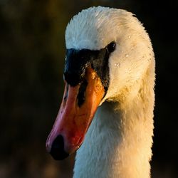 Close-up of wet swan