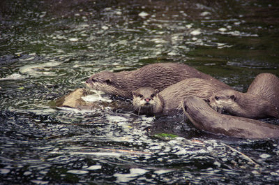 High angle view of otters swimming in lake